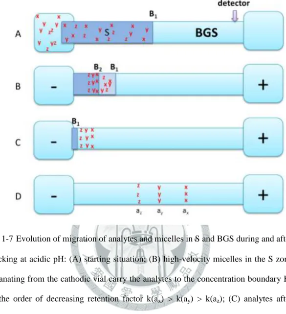 圖  1-7 Evolution of migration of analytes and micelles in S and BGS during and after  stacking at acidic pH: (A) starting situation; (B) high-velocity micelles in the S zone  emanating from the cathodic vial carry the analytes to the concentration boundary
