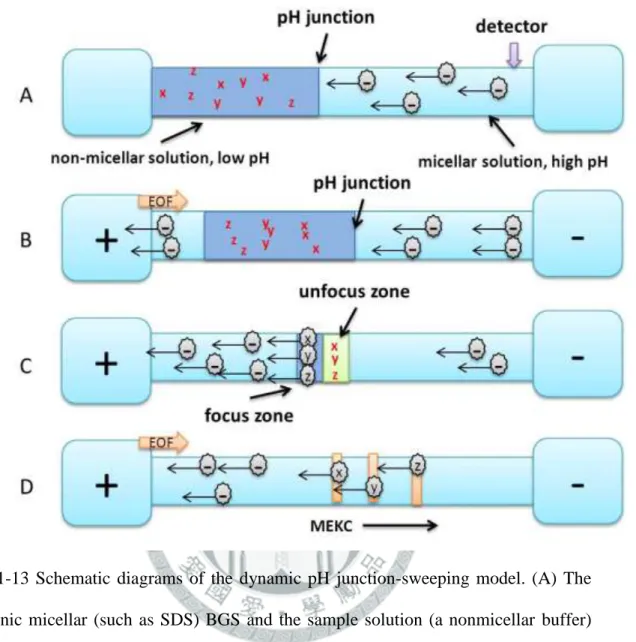 圖  1-13  Schematic  diagrams  of  the  dynamic  pH  junction-sweeping  model.  (A)  The  anionic  micellar  (such  as  SDS)  BGS  and  the  sample  solution  (a  nonmicellar  buffer)  are  injected  into  the  capillary,  respectively;  (B)  when  the  inj