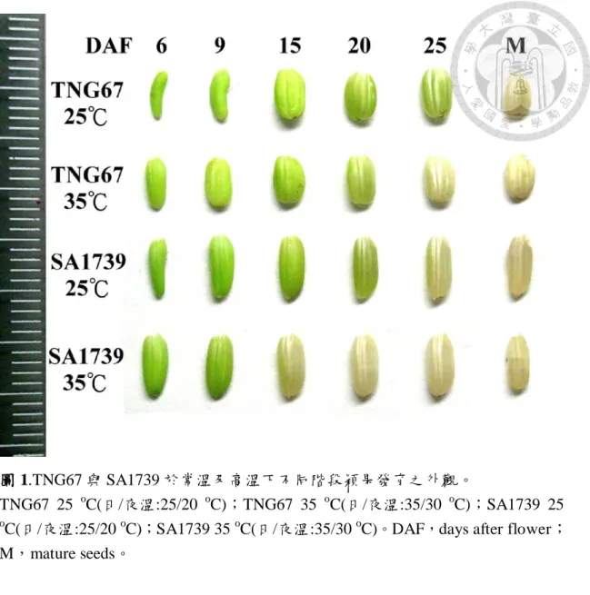 圖 1.TNG67 與 SA1739 於常溫及高溫下不同階段穎果發育之外觀。 