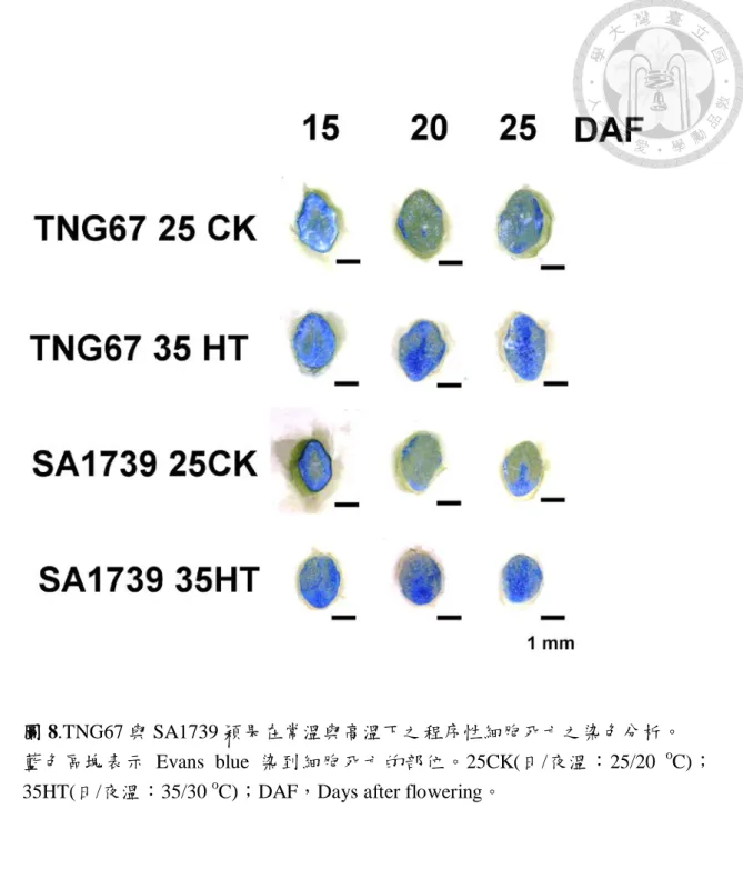 圖 8.TNG67 與 SA1739 穎果在常溫與高溫下之程序性細胞死亡之染色分析。 