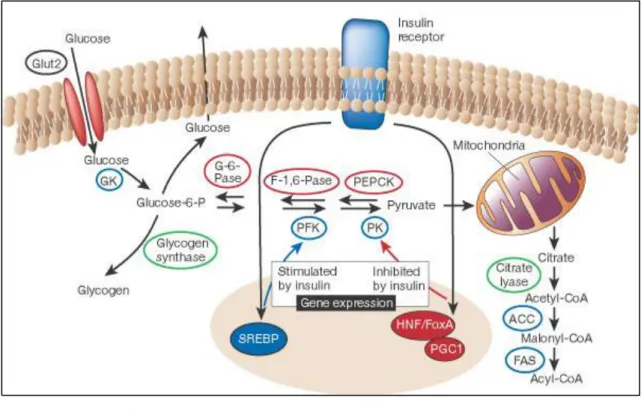 Figure 2-2. The regulation of glucose metabolism in the liver. 
