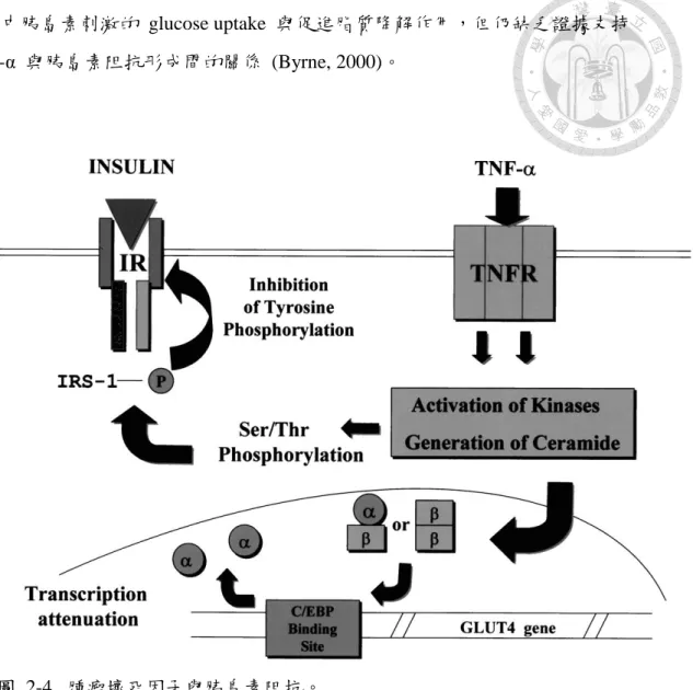 圖  2-4.  腫瘤壞死因子與胰島素阻抗。 