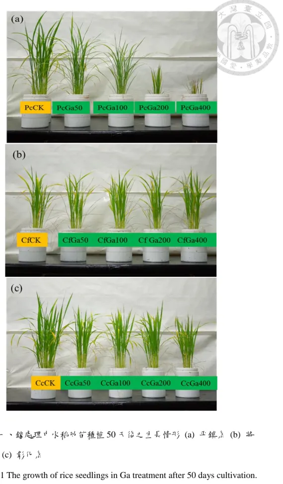Fig. 11 The growth of rice seedlings in Ga treatment after 50 days cultivation. 
