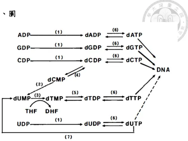 圖 1：dNTP pool 的新合成路徑(de novo pathway) 