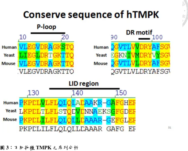 圖 3：不同物種 TMPK 之序列分析 