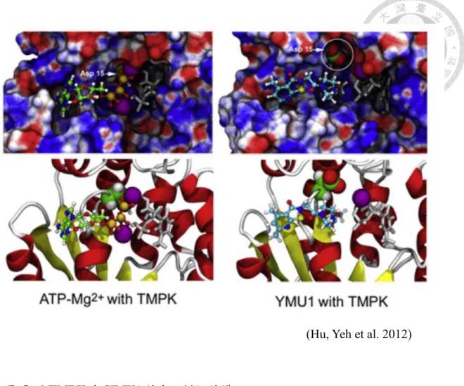 圖  5：hTMPK 與 YMU1 結合之模擬結構   
