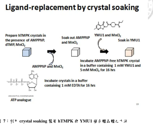 圖  7：利用 crystal soaking 製備 hTMPK 與 YMU1 複合體晶體之方法 