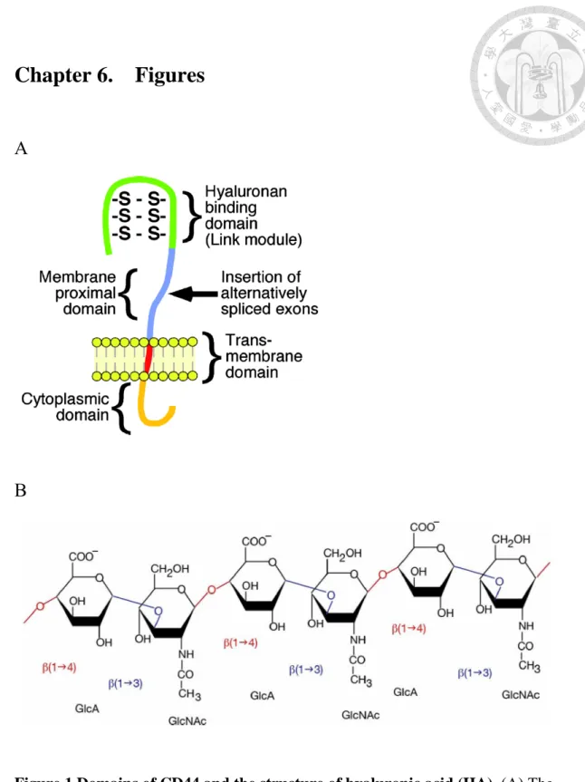 Figure 1 Domains of CD44 and the structure of hyaluronic acid (HA). (A) The 