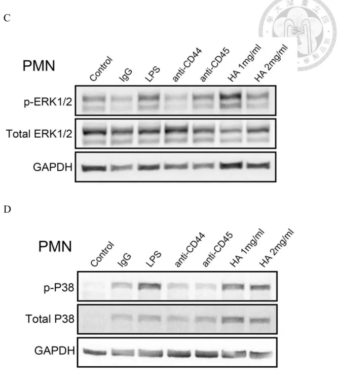 Figure 6 HA induced phosphorylation of MAPK and ERK1/2 on PMN and MNC. 
