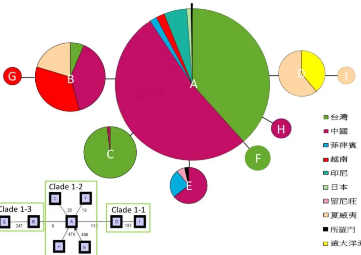 圖 4 構樹 ITS 片段之親緣關係網狀圖 (haplotype network)與 Nested Clade Analysis 網狀關係圖，字母代表基因單型編號，不同的顏色代 表不同的地理區，#-#為 Clade 編號。 