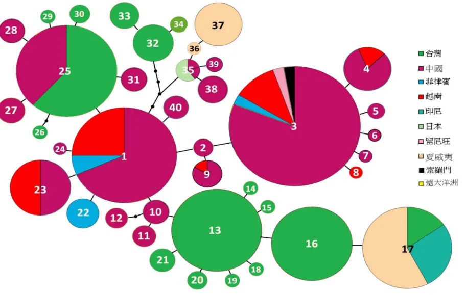 圖  5 構樹 ndhF-rpl32 片段之親緣關係網狀圖 (haplotype network)，字母代表基因單型編號，不同的顏色代表不同的地理區。 
