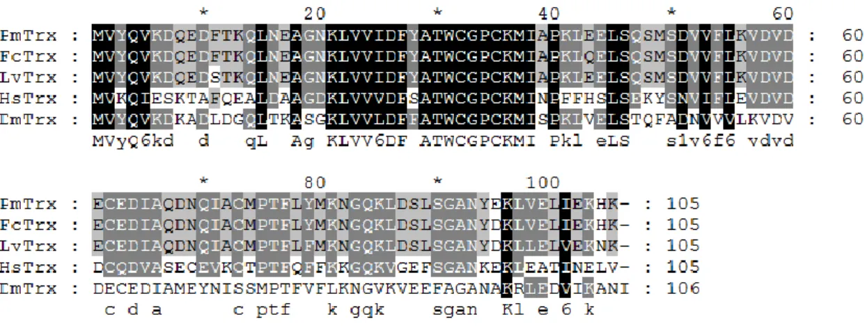 Figure  4.  Multiple  sequence  alignment  of  thioredoxin  between  four  species. 