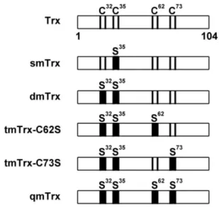 Figure 7. SDS-PAGE analysis to confirm the expression of the purified Trx and  its  mutants  that  were  used  in  the  pull-down  assay