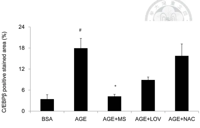 Fig. 4-12 The effect of monascin and lovastatin on hepatic C/EBP of male BALB/c  mice with 22 weeks of i.p