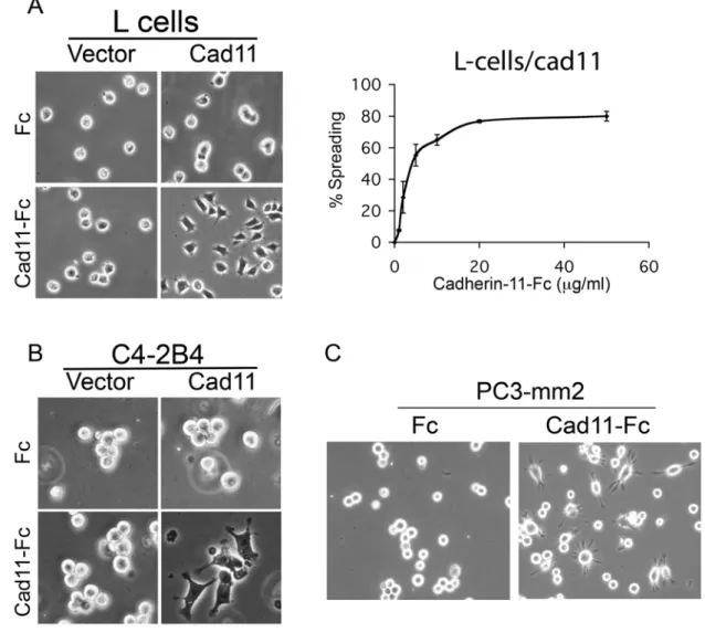 圖 1. Cadherin-11 對於細胞擴展作用之影響 