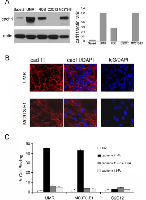 圖 2. Cadherin-11 在各種成骨細胞株上的表現及對細胞吸附作用之影響 
