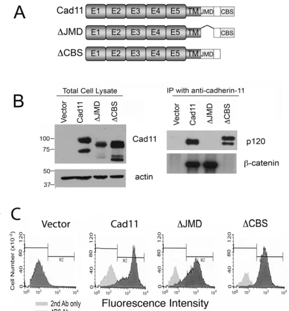 圖 8.表現完整 cadherin-11 及其突變序列之 C4-2B4 細胞鑑別分析 