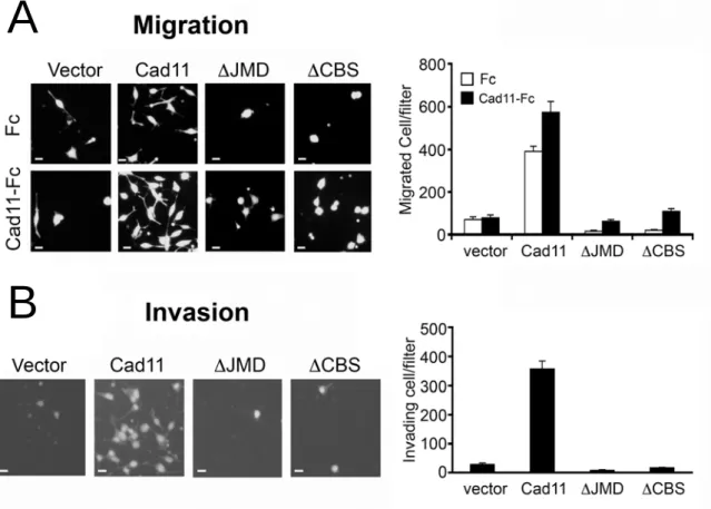 圖 10. Cadherin-11 細胞內區域對細胞移行 (migration) 及侵襲 (invasion) 作用之 影響 