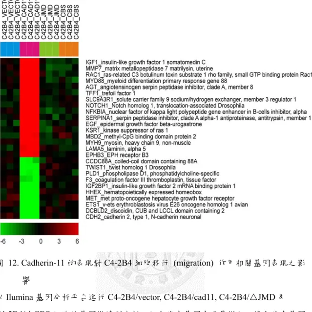 圖 12. Cadherin-11 的表現對 C4-2B4 細胞移行 (migration) 作用相關基因表現之影 響 