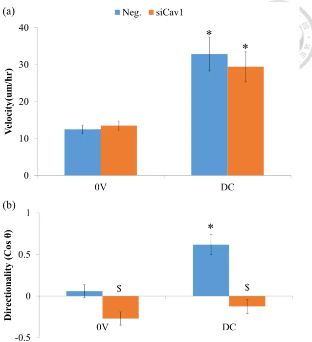 Figure 12. Cav1 knockdown reduce directionality. 