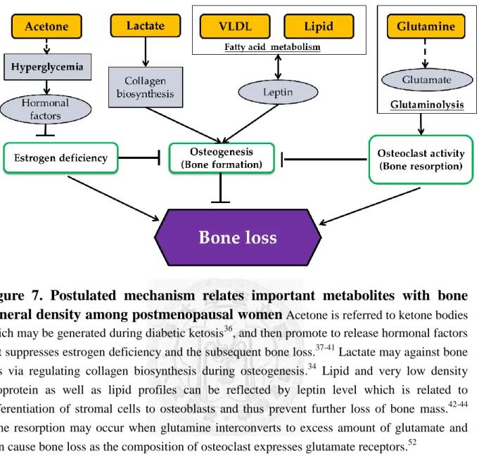 Figure  7.  Postulated  mechanism  relates  important  metabolites  with  bone  mineral density among postmenopausal women  Acetone is referred to ketone bodies  which may be generated during diabetic ketosis 36 , and then promote to release hormonal facto
