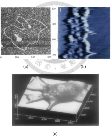 Figure 1.3 Biological images of (a) double-stranded DNA (BlueScript II) [11], (b) 