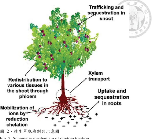 Fig. 2. Schematic mechanism of phytoextraction (Padmavathiamma and Li, 2007)   