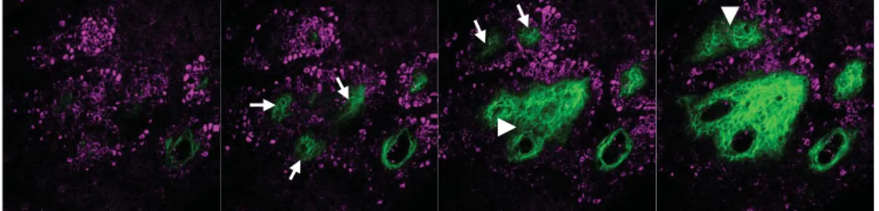 Fig. 4. Four consecutive frames of an image stack from the ventral forearm of a 24-year-old female  subject