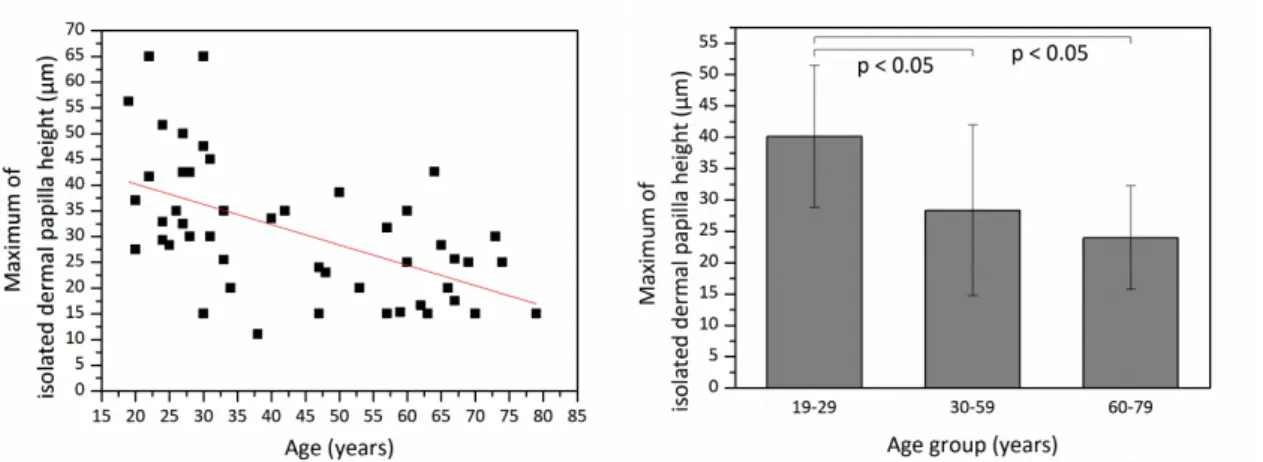 Fig. 11. Maximum of isolated dermal papilla height  versus  age  from  the  ventral  forearms  of  48  Asian  subjects (skin phototype III &amp; IV)