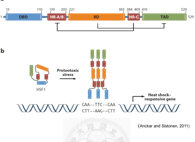 Figure 1.1 Domain structure and activation of human heat shock factor 1 (HSF1).   