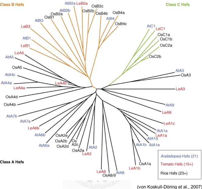 Figure 1.2 Phylogenetic relationship of plant HSFs.   