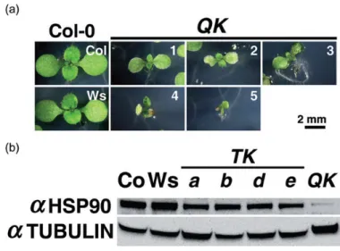 Figure 2.4 QK seedlings displayed diverse morphological phenotypes and a reduced HSP90 level