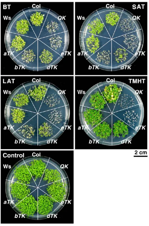 Figure 2.6 Thermotolerance phenotypes of wild-type and mutant seedlings. 