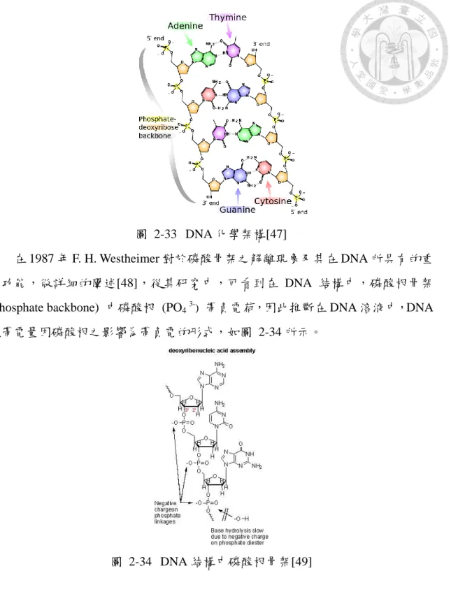 圖  2-33  DNA 化學架構[47] 