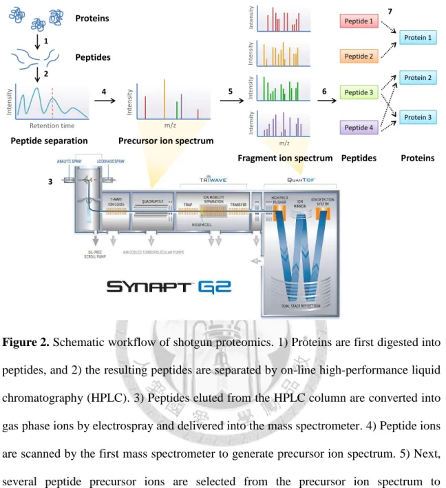 Figure 2. Schematic workflow of shotgun proteomics. 1) Proteins are first digested into  peptides, and 2) the resulting peptides are separated by on-line high-performance liquid  chromatography (HPLC)