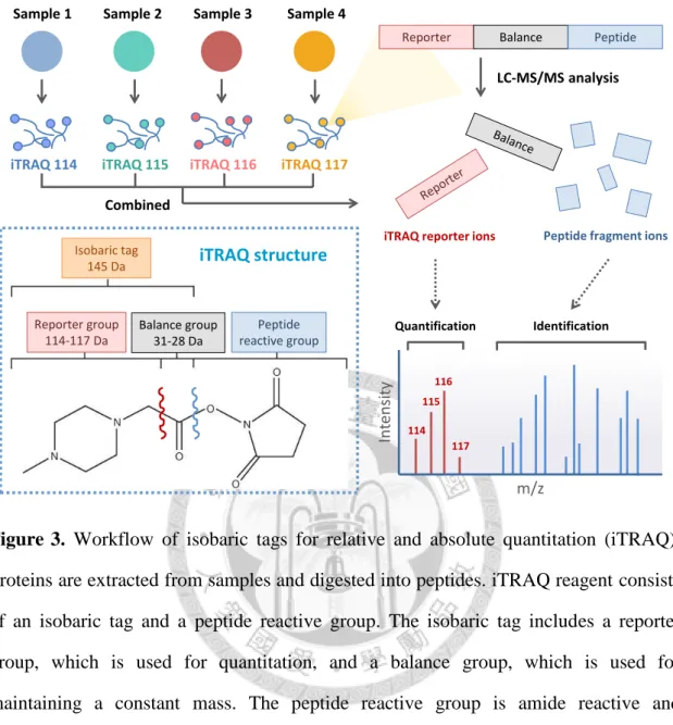 Figure  3.  Workflow  of  isobaric  tags  for  relative  and  absolute  quantitation  (iTRAQ)