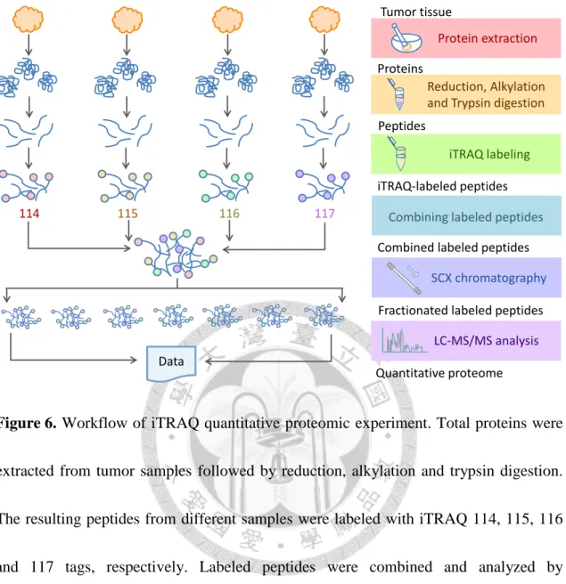 Figure 6. Workflow of iTRAQ quantitative proteomic experiment. Total proteins were 