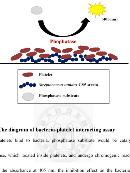 Fig. 6. The diagram of bacteria-platelet interacting assay 