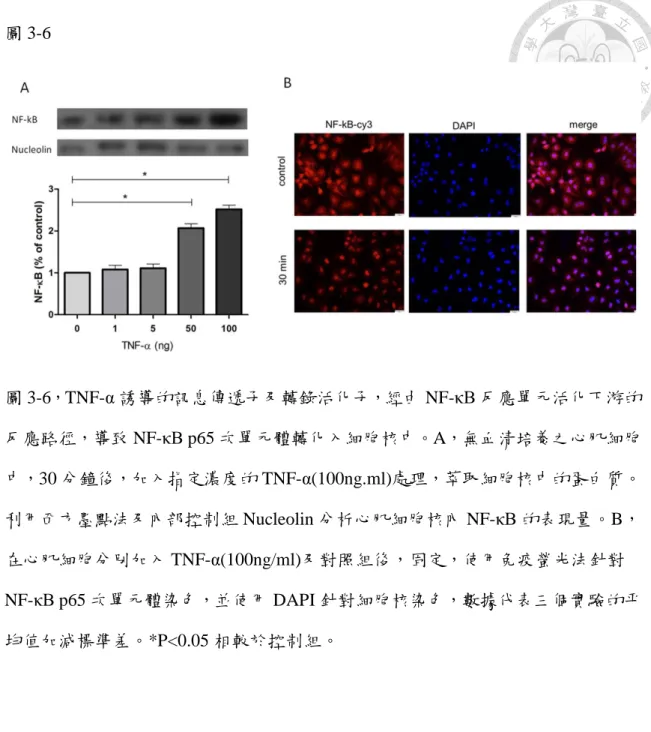 圖 3-6  圖 3-6，TNF-α 誘導的訊息傳遞子及轉錄活化子，經由 NF-κB 反應單元活化下游的 反應路徑，導致 NF-κB p65 次單元體轉化入細胞核中。A，無血清培養之心肌細胞 中，30 分鐘後，加入指定濃度的 TNF-α(100ng.ml)處理，萃取細胞核中的蛋白質。 利用西方墨點法及內部控制組 Nucleolin 分析心肌細胞核內 NF-κB 的表現量。B， 在心肌細胞分別加入 TNF-α(100ng/ml)及對照組後，固定，使用免疫螢光法針對 NF-κB p65 次單元體染色，並使用 D
