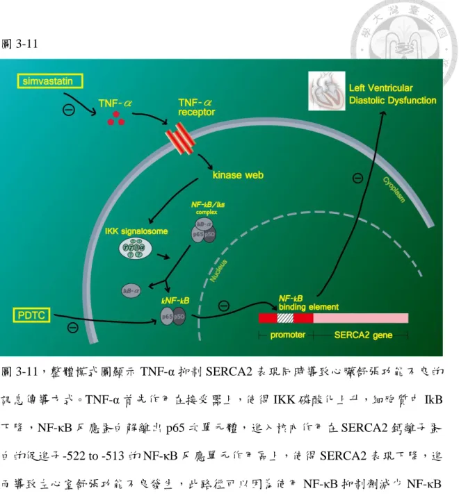 圖 3-11  圖 3-11，整體模式圖顯示 TNF-α 抑制 SERCA2 表現同時導致心臟舒張功能不良的 訊息傳導方式。TNF-α 首先作用在接受器上，使得 IKK 磷酸化上升，細胞質中 IkB 下降，NF-κB 反應蛋白解離出 p65 次單元體，進入核內作用在 SERCA2 鈣離子蛋 白的促進子-522 to -513 的 NF-κB 反應單元作用區上，使得 SERCA2 表現下降，進 而導致左心室舒張功能不良發生，此路徑可以因為使用 NF-κB 抑制劑減少 NF-κB 表現而阻斷，也可因為提前使用 