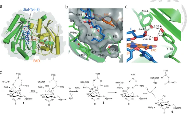 Figure 2. The structure of Dbv29 and its enzymatic mechanism.   