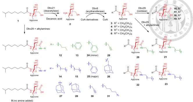 Figure  4.  Variations  in  acyl  chain  length  regulate  the  resultant  glycopeptide  analogue