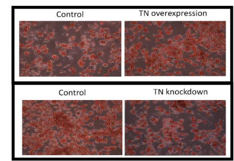 Fig 3-4 Effects of TN on lipid metabolism in primary human adipocytes. Isolated  human  preadipocytes  were  differentiated  into  adipocytes  in  vitro