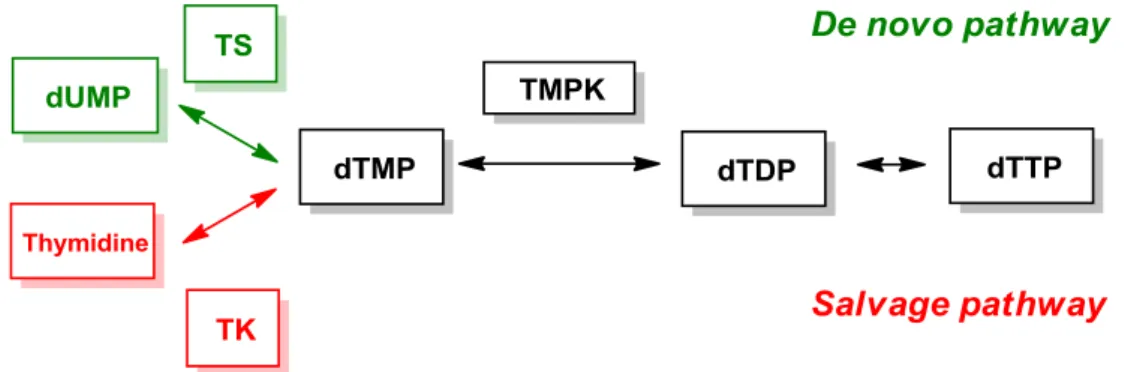 Figure 3. Biosynthetic pathways of cellular dTTPs. 22