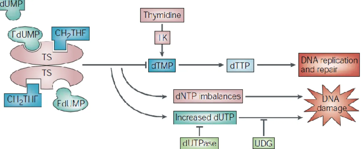 Figure 5. Mechanism of TS inhibition by 5-FU. 24