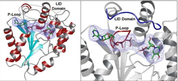 Figure  6.  Ribbon  structure  of  human  TMPK  (PDB  ID:  1E2F).  Left  panel:  central  five-stranded β-sheet (light blue) surrounded by α-helices (red)