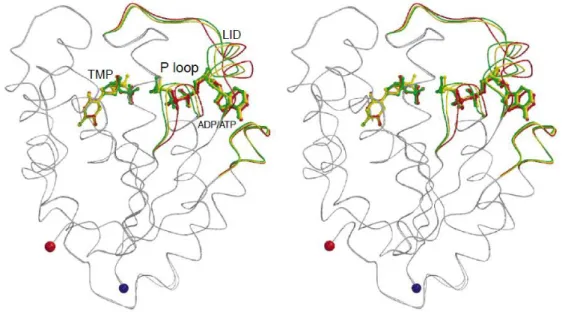 Figure  7.  Movement  of  human  TMPK  structures:  P-loop  open  (red),  partially  closed  (yellow),  and  fully  closed  conformation  (green)  in  response  to  binding  of  substrates