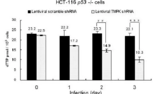 Figure  8.  dTTP  pool  size  measurement  of  lentiviral  TMPK shRNA   and  scramble shRNA   in  p53-proficient  and p53-null HCT-116 cells