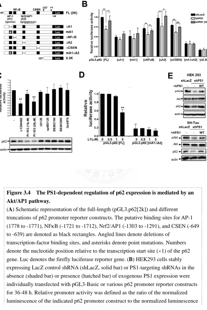 Figure 3.4    The PS1-dependent regulation of p62 expression is mediated by an  Akt/AP1 pathway