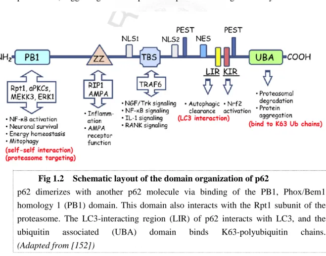 Fig 1.2    Schematic layout of the domain organization of p62   